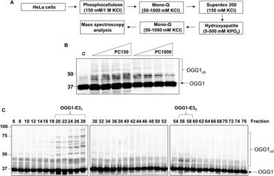 The E3 Ubiquitin Ligase NEDD4L Targets OGG1 for Ubiquitylation and Modulates the Cellular DNA Damage Response